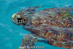 a young turtle for breathing on the surface by Andre Philip 